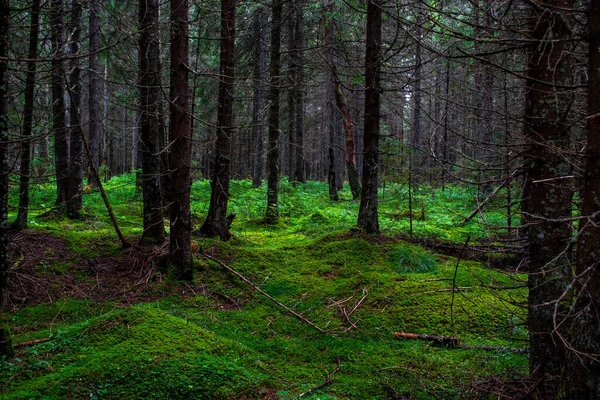 Bella Foresta Nel Bosco — Foto Stock