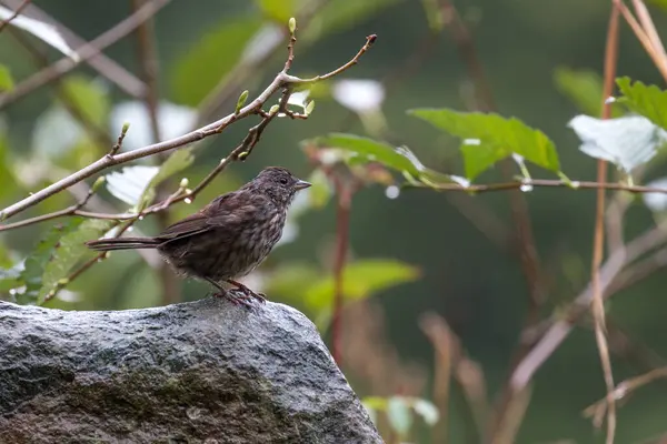 Gros Plan Oiseau Dans Habitat Naturel — Photo