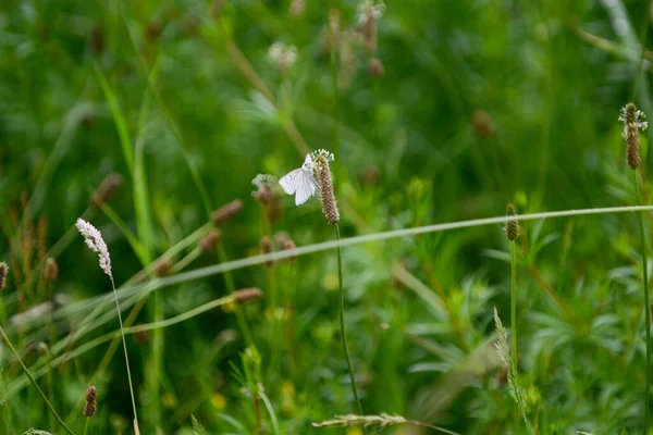 Krásný Botanický Záběr Přírodní Tapety — Stock fotografie