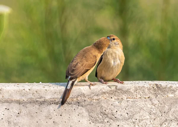 Detailní Pohled Malé Ptáky — Stock fotografie