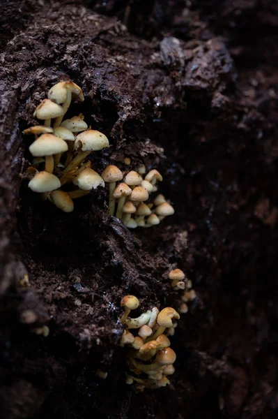 Perto Cogumelo Que Cresce Chão — Fotografia de Stock