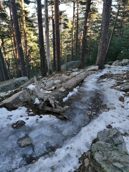 Belle Vue Sur Forêt — Photo