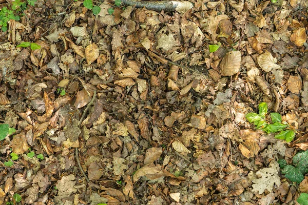 Feuilles Sèches Dans Forêt — Photo