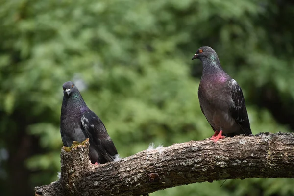 Nahaufnahme Einer Taube Die Auf Einem Baum Sitzt — Stockfoto