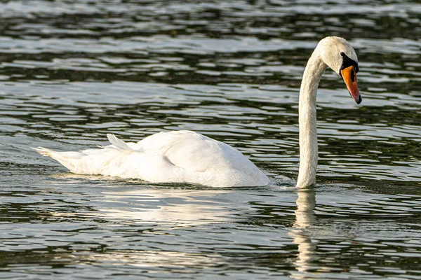 Weißer Schwan Auf Dem See — Stockfoto