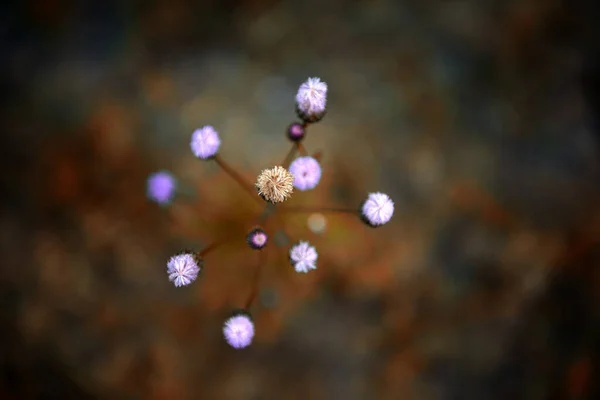 Beautiful Botanical Shot Natural Wallpaper — Stock Photo, Image