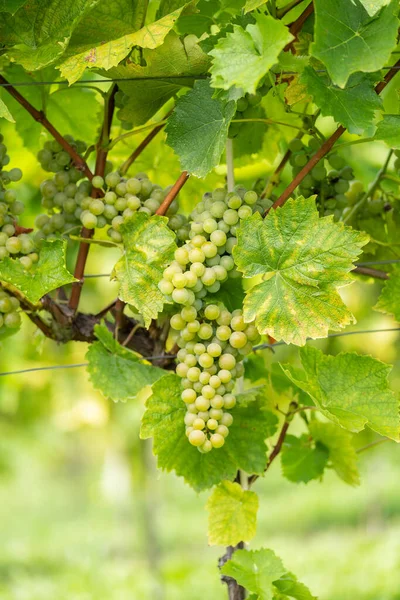 Witte Druiven Wijngaard — Stockfoto