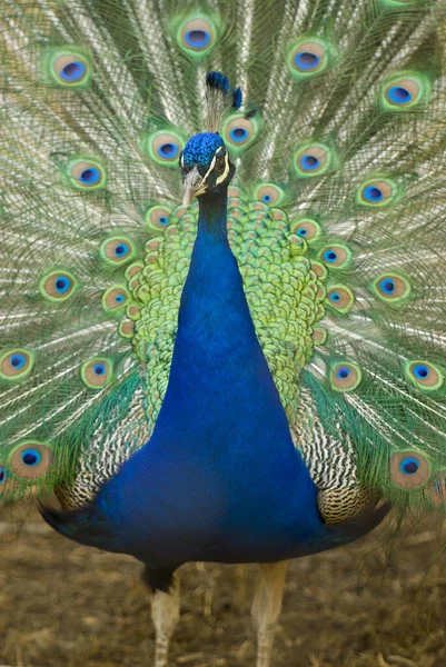 Påfågel Med Fjädrar Närbild — Stockfoto