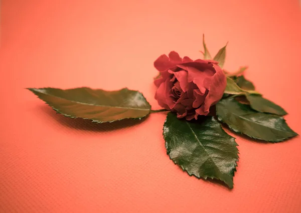 Červená Růže Růžovém Pozadí — Stock fotografie