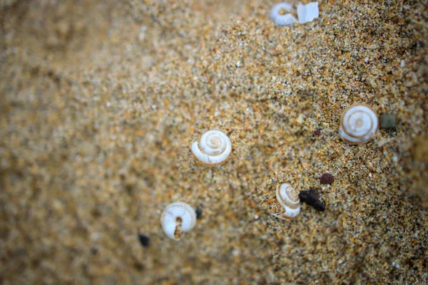 Раковины Пляже — стоковое фото