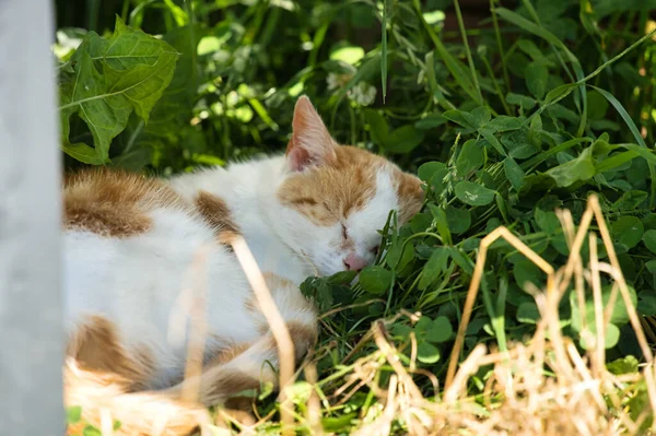 Aranyos Kis Cica Erdőben — Stock Fotó