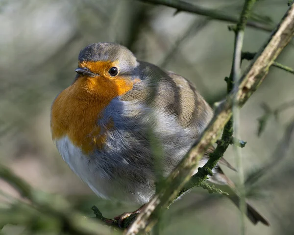 Vacker Bild Ung Fågel Naturlig Miljö — Stockfoto