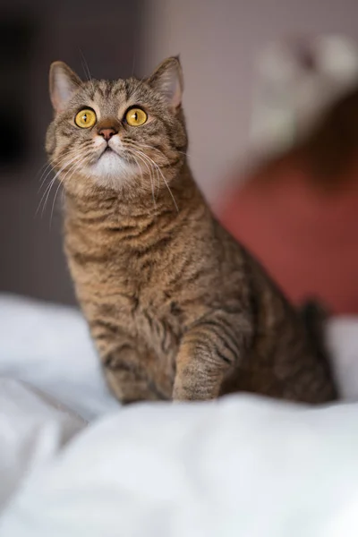 Lindo Gato Acostado Cama —  Fotos de Stock