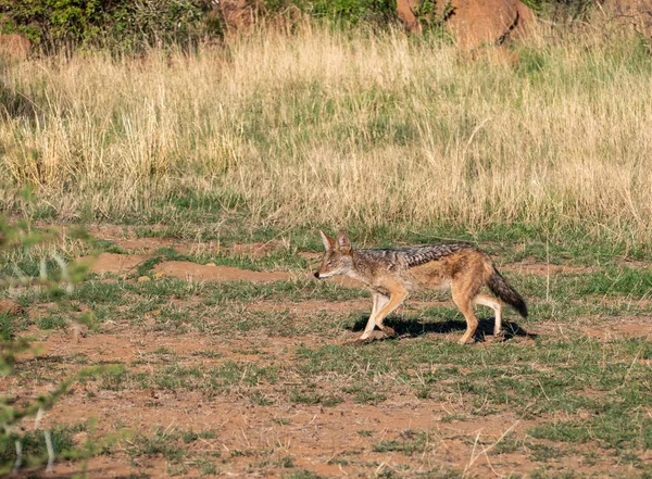 Hyena Savana Kenya Fundo Natureza — Fotografia de Stock