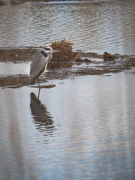 Oiseau Est Assis Sur Bord Eau — Photo