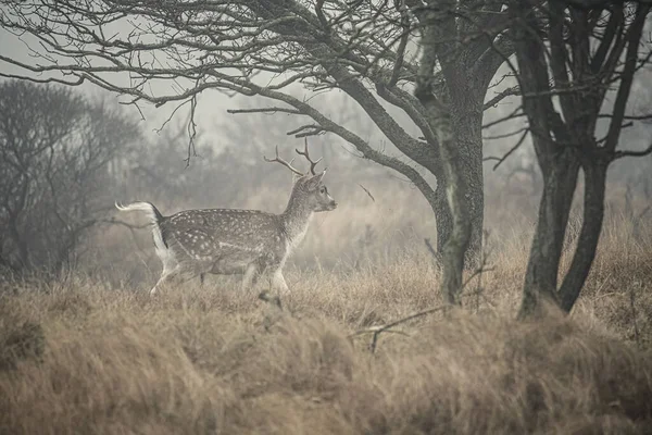 Bellissimo Cervo Nella Foresta — Foto Stock