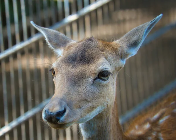 Closeup Shot Young Deer Looking Camera — Stock Photo, Image