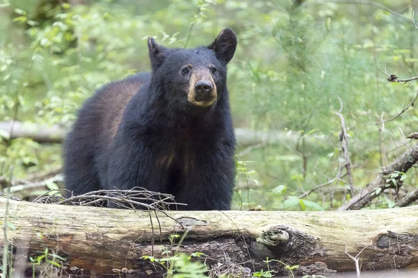 Schwarzbär Wald — Stockfoto