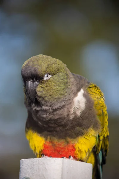 Closeup Shot Cute Bird — Stock Photo, Image