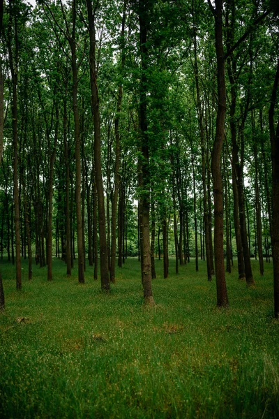 Foresta Verde Mattino — Foto Stock