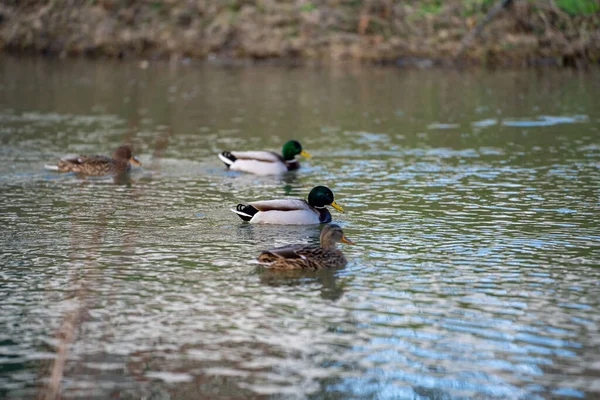 Ducks Lake — Stock Photo, Image