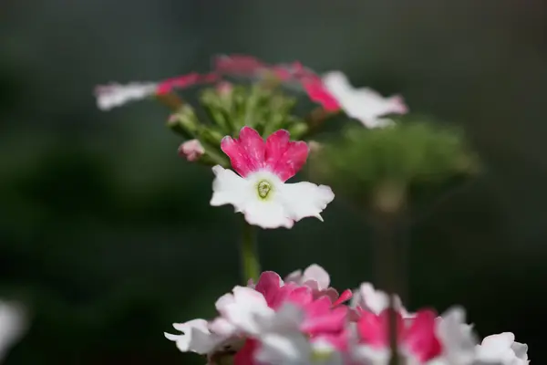 Bellissimi Fiori Giardino — Foto Stock