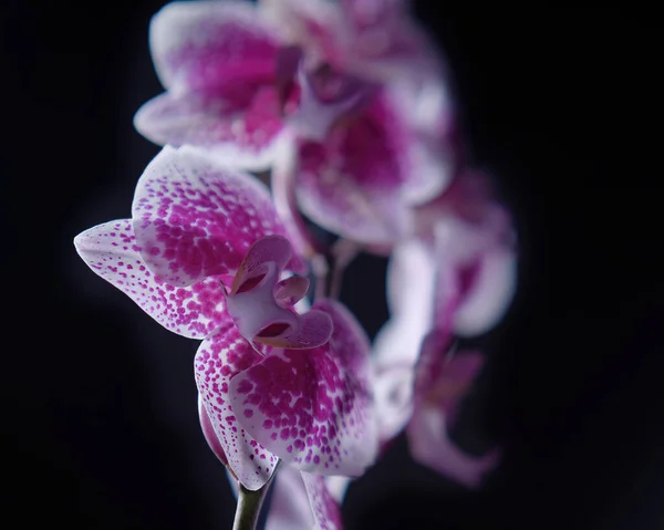 Mooie Orchidee Bloem Donkere Achtergrond — Stockfoto