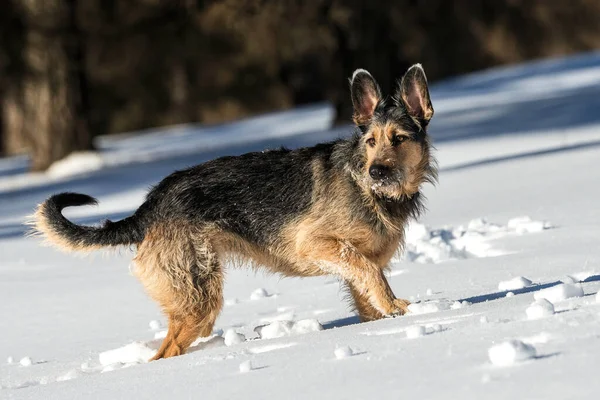 雪の中でのジャーマン シェパード犬 — ストック写真