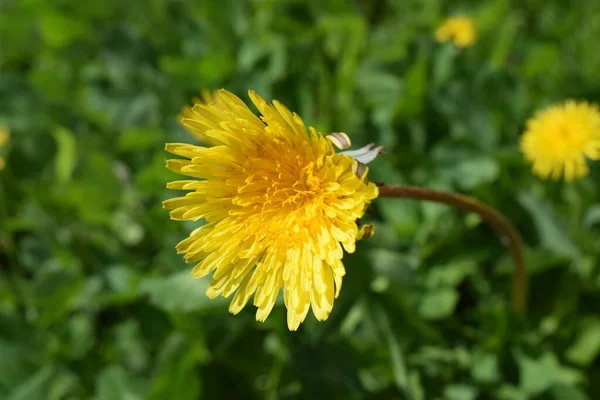 Κίτρινο Λουλούδι Πικραλίδα Στον Κήπο — Φωτογραφία Αρχείου