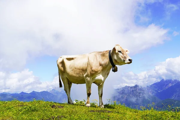 Cow Mountains — Stock Photo, Image