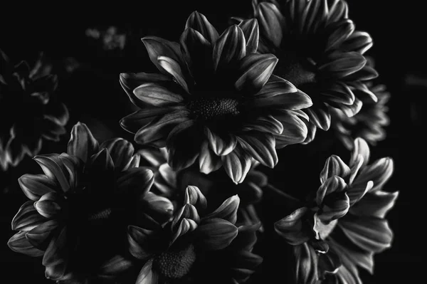 由黑白花朵组成的美丽的花卉构图 — 图库照片