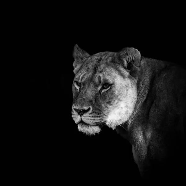 黒い背景をした雄ライオンのクローズアップ写真です — ストック写真