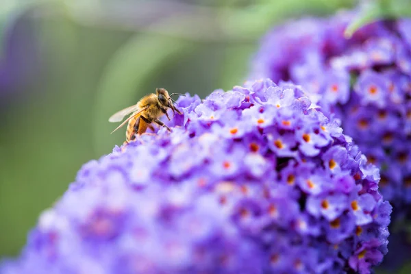 Pollen Abeille Sur Une Fleur — Photo