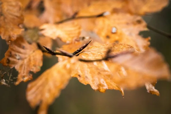 Herbst Blätter Herbst Jahreszeit Flora — Stockfoto