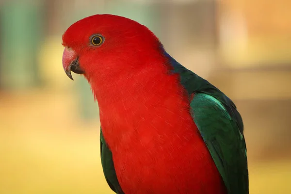 Detail Zrzavého Papouška — Stock fotografie