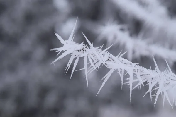 Білий Сніг Гілці — стокове фото