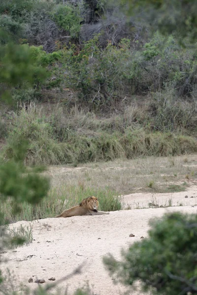 Eine Gruppe Wilder Tiere Der Savanne Von Afrika — Stockfoto