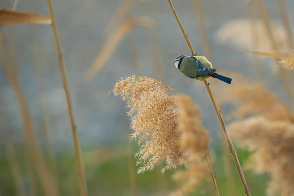 Schöner Vogel Der Natur — Stockfoto