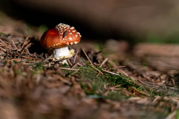 Cogumelo Vermelho Bonito Floresta — Fotografia de Stock