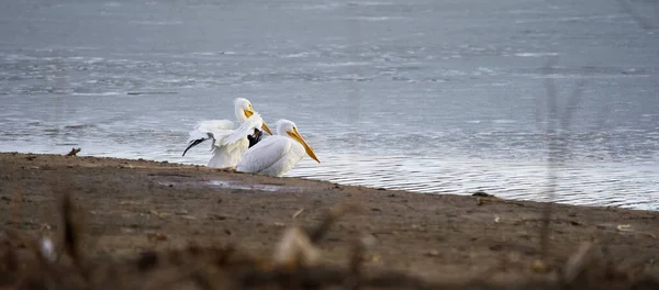 Білий Пелікан Воді Чудово Підходить Моря Їжі — стокове фото