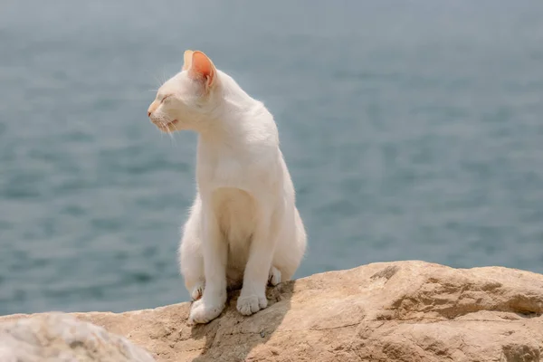 海滩上可爱的猫 — 图库照片