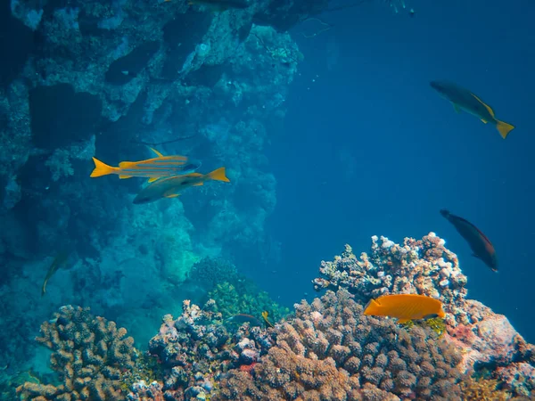 有鱼类和珊瑚礁的水下场景 — 图库照片