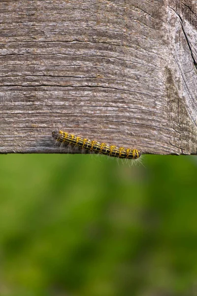 Mariposa Sobre Fondo Madera — Foto de Stock