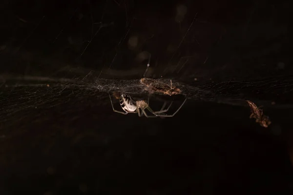 Spinnennetz Auf Dunklem Hintergrund — Stockfoto