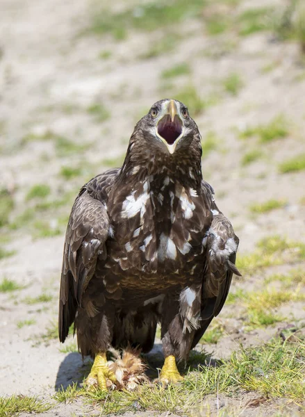 Belle Photo Oiseau Dans Habitat Naturel — Photo