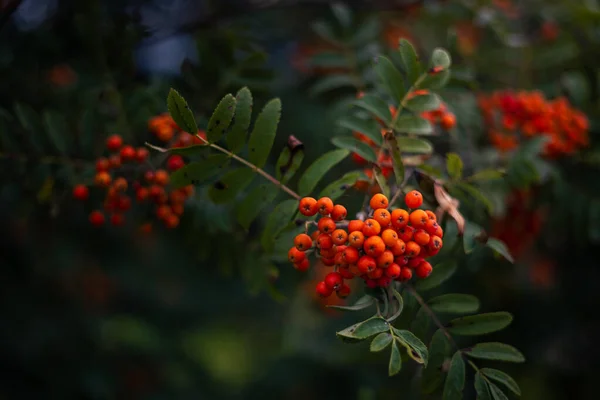 Bagas Rowan Vermelhas Galho Árvore — Fotografia de Stock