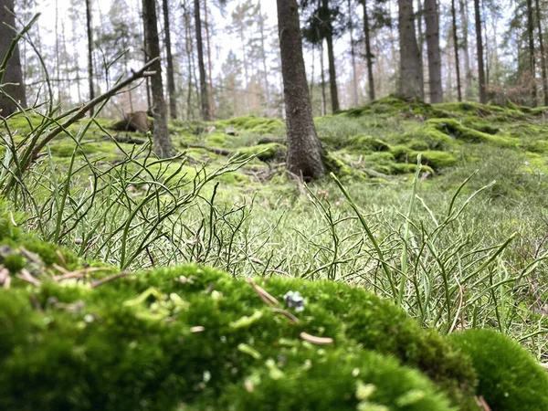Floresta Verde Pela Manhã — Fotografia de Stock
