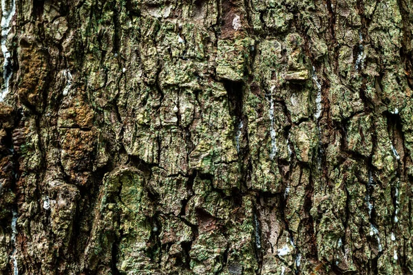 Φλοιός Υφής Κορμού Δένδρου — Φωτογραφία Αρχείου