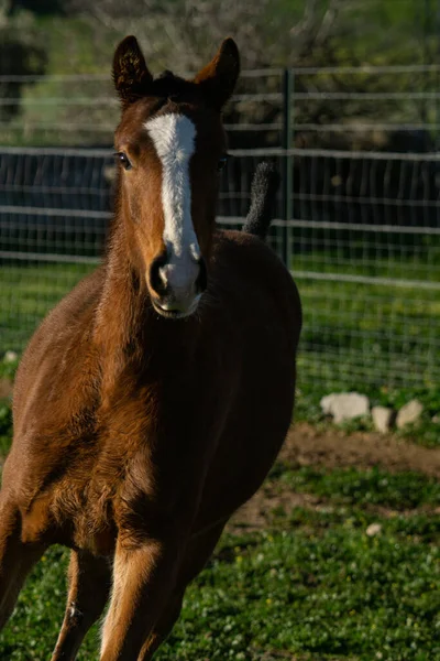 Een Close Shot Van Een Bruin Paard — Stockfoto