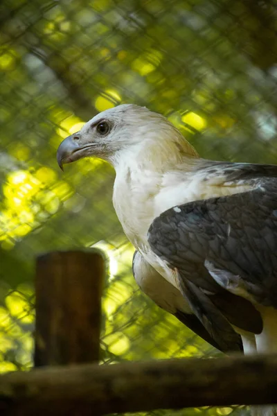 Witte Vogel Dierentuin — Stockfoto